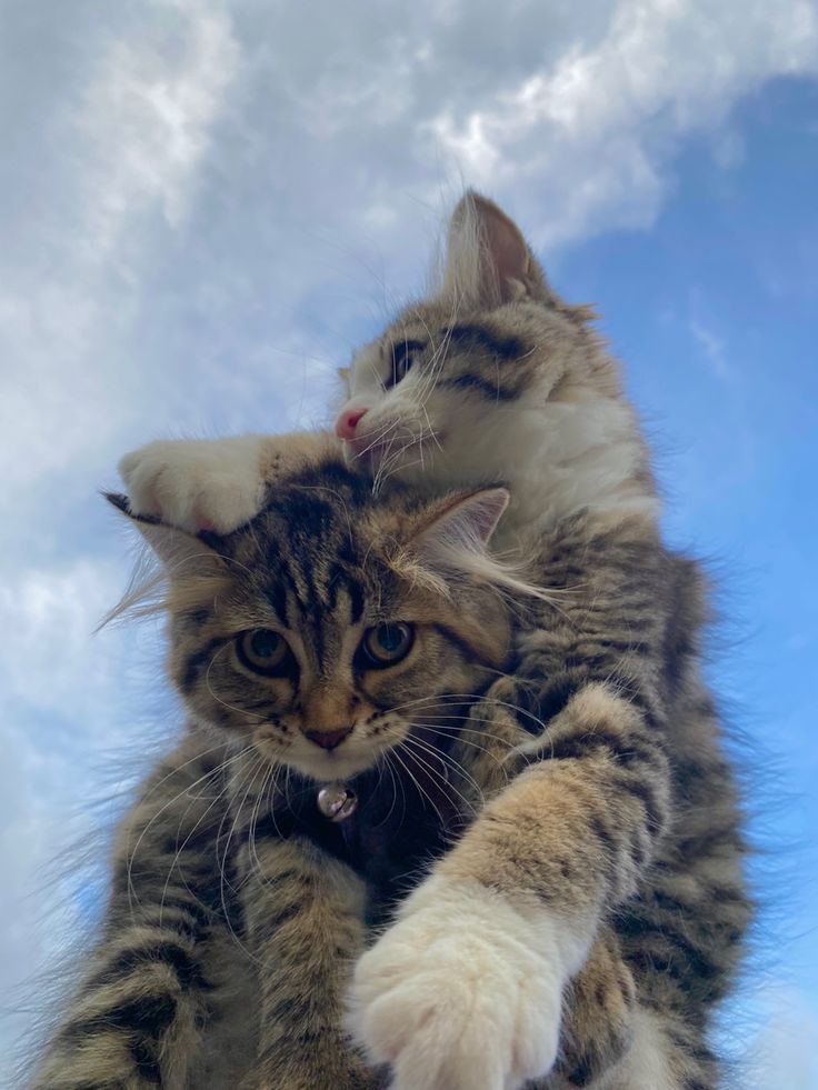 Two kittens cuddling outdoors